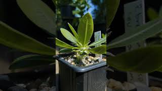 Pachypodium brevicaule ssp leucoxanthum 🌱 fromseed garden gardening greenhouse plants nature [upl. by Ellenyl]