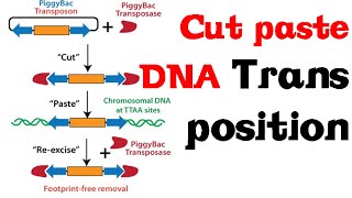 Cut and paste DNA transposition [upl. by Douglas]