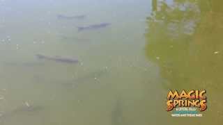 Feed The Fish at Magic Springs Water and Theme Park [upl. by Barnett50]