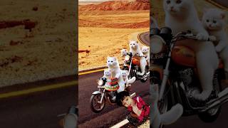 Cute cats and kittens steals my birthday cake catlover catvideos cutecat trendingshorts [upl. by Eanod]