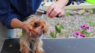 Formation à distance  Toilettage pour chiens [upl. by Leith]