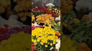 চন্দ্রমল্লীকা গাছে ৫০০ বেশি ফুল পেতে কি করবেন flower garden shorts Binarofficial [upl. by Cerelia]