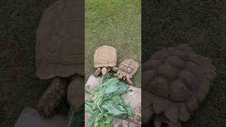 sulcatatortoise tortoise sulcata ivorysulcata feedingtime animals animalshorts [upl. by Assehc375]