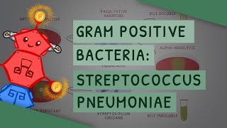 Gram Positive Bacteria Streptococcus pneumoniae [upl. by Naejarual]