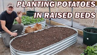 How and when to plant potatoes in raised beds [upl. by Pearlstein]