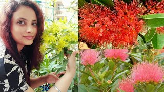 Care of First Love Flower Plants  Xanthostemon Chrysanthus  Golden Penda care and tips [upl. by Richel]