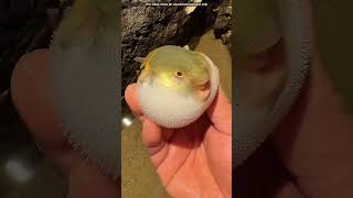 This is Puffer Fish 🐠shortvideo [upl. by Fischer646]