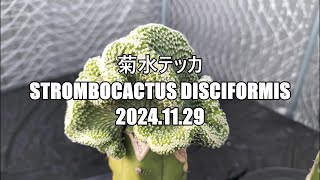 菊水テッカ Strombocactus disciformis 2024 11 29 [upl. by Picco]