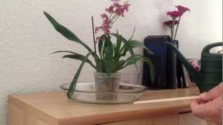 Watering orchids in sphagnum moss [upl. by Keffer]