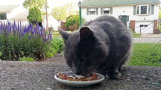 Cat Eating Chicken Paté  Timelapse [upl. by Enawtna]