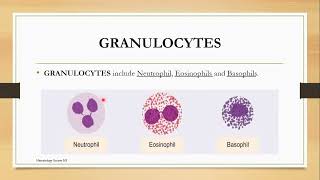 Granulocytes Topic 2 Cashirkii 1aad [upl. by Staford]