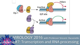 Virology Lectures 2016 7 Transcription and RNA Processing [upl. by Nomra]