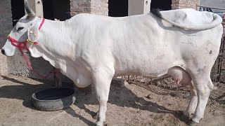 White Brahman cow  Red Brahman cow  American Brahman  Animanls  Beautiful animals  Dairy farm [upl. by Blanding]