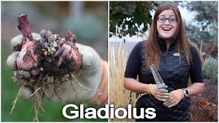 Digging and Storing Gladiolus Bulbs [upl. by Aeriela117]