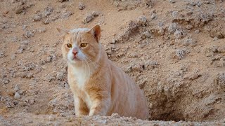 The Arabian Sand Cat one of the desert’s most elusive creatures [upl. by Enrica]