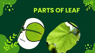 Unveiling the Secrets of Leaves Exploring Leaf Structure and Functions 🍃  Botany  Science [upl. by Schoenberg383]