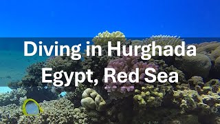 Diving in Hurghada Exploring the Stunning Red Sea Underwater World 🌊🐠 [upl. by Esyle]