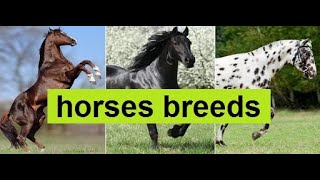 Most beautiful breeds of horses in the world [upl. by Nnaeirrac]