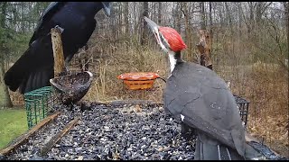 Pileated Woodpecker vs Crow [upl. by Balling13]