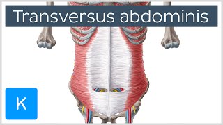 Transversus Abdominis Muscle Function amp Origins  Human Anatomy  Kenhub [upl. by Pontius]