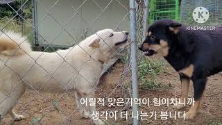 어릴적 맞은 진돗개 깜순이 힘이차니 서로 웬수지간이 되어가네요Korean Jindo Dog 🐕 [upl. by Anoy]