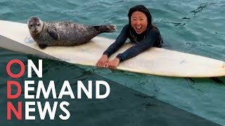 WATCH Adorable Baby Seal Orphan Surfing  Unbelievable Footage of Sammy the Adventurous Wave Rider [upl. by Tullusus770]