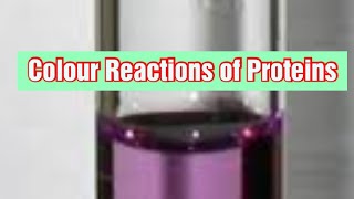 Colour Reactions of Proteins Biochemistry [upl. by Layton86]