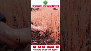 Jamara ko juice agriculture machinery amazingfacts [upl. by Adnocahs]