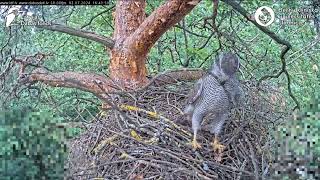 Goshawks RigaBKUS ♡ July 2nd 💛 Rio [upl. by Napoleon199]