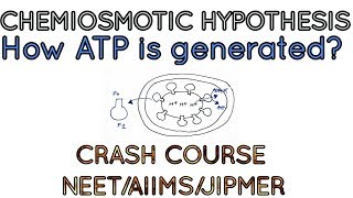 Chemiosmotic hypothesishow ATP is generated  CRASH COURSE for NEETAIIMS [upl. by Aneral]