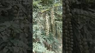 Vachellia Nilotica Vachellia Nilotica Pronunciation Vachellia Nilotica Videos  Babul PlantsBabul [upl. by Atsirt828]