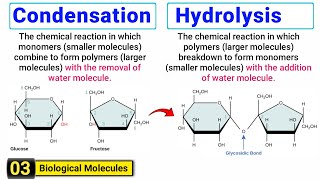 Condensation and Hydrolysis  Complete concept and Differences  Easy Explanation [upl. by Arlin]