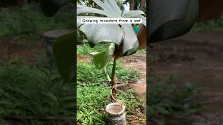 How to grow monstera deliciosa from cutting monstera water propagation results [upl. by Nainatrad]