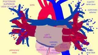 POSTERIOR SUPERIOR VIEW OF HEART [upl. by Ethbun]