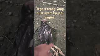 Ayam ku jadi korban orang sirik dan dengki [upl. by Odlaniger]