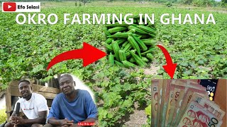 INTRODUCTION TO OKRA FARMING IN GHANAHOW MUCH YOU MAKE ON AN ACRE OF LANDBEST PRACTICES [upl. by Angelina]