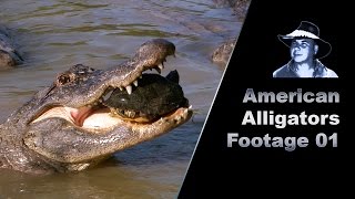 Alligator Eats Turtle Stock Footage [upl. by Adil]