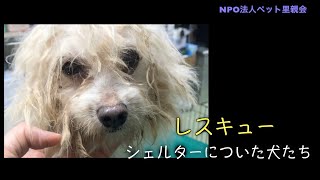 レスキュー シェルターについた犬たち [upl. by Garmaise]