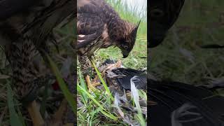 Sorry It’s a natural 😢🦅 eaglehawk birds eagle hunting eaglehunting huntingbirds [upl. by Shelah]