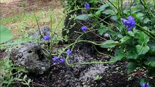 attract butterflies with native floridas porterweed plant [upl. by Enoek]