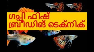 Guppy Fish Breeding Techniques  Vivek Parayil  Parayil Aqua [upl. by Ingemar]