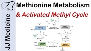 Methionine Metabolism and Activated Methyl Cycle  Pathway and Purpose [upl. by Atnoid]