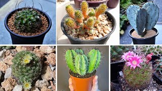 Los 20 CACTUS más utilizados en jardines ¿cuál te gusta más [upl. by Brote]