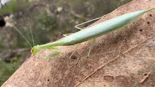 Praying Mantis family Mantidae [upl. by Breh]