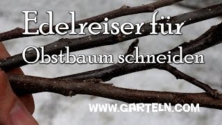 Edelreiser für Obstbäume schneiden [upl. by Annairt]