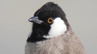 Whiteeared Bulbul Song [upl. by Limann536]