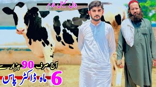 Bilal cattle and Dairy Farm  HF Heifers And Milking cows  Dach cow  Pk Janwar Mandi  3 July 2024 [upl. by Hyacinthie]