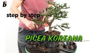 PICEA KOREANA Removing branches [upl. by Schellens702]