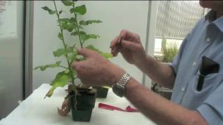 How to inoculate viruses onto plants [upl. by Adieren]