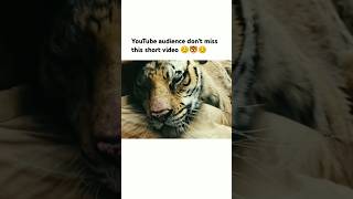 YouTube audience dont miss this short video 😊🐯😊 song bollywood love trending viralsong [upl. by Willner]